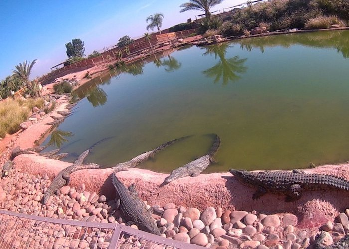 crocodile_park_agadir travel guide